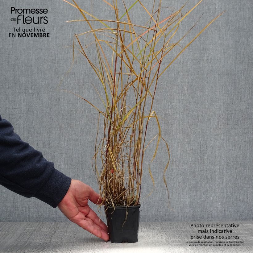 Pennisetum incomptum 8/9 cm pot sample as delivered in autumn