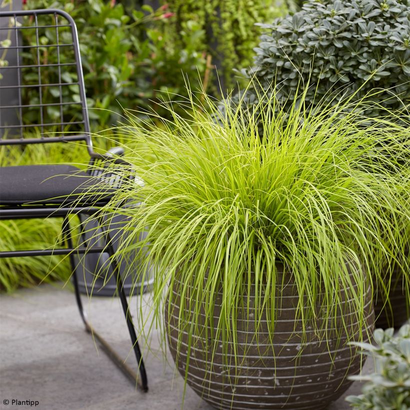Pennisetum alopecuroides Lumen Gold - Chinese Fountain Grass (Plant habit)