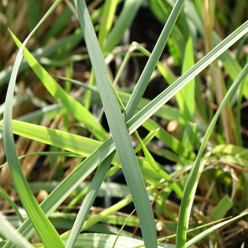 Pennisetum macrourum White Lancer - African feather grass (Foliage)
