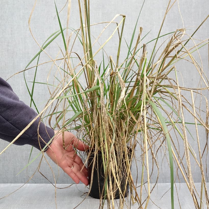 Pennisetum macrourum White Lancer - African feather grass 1.5L/2L pot sample as delivered in autumn