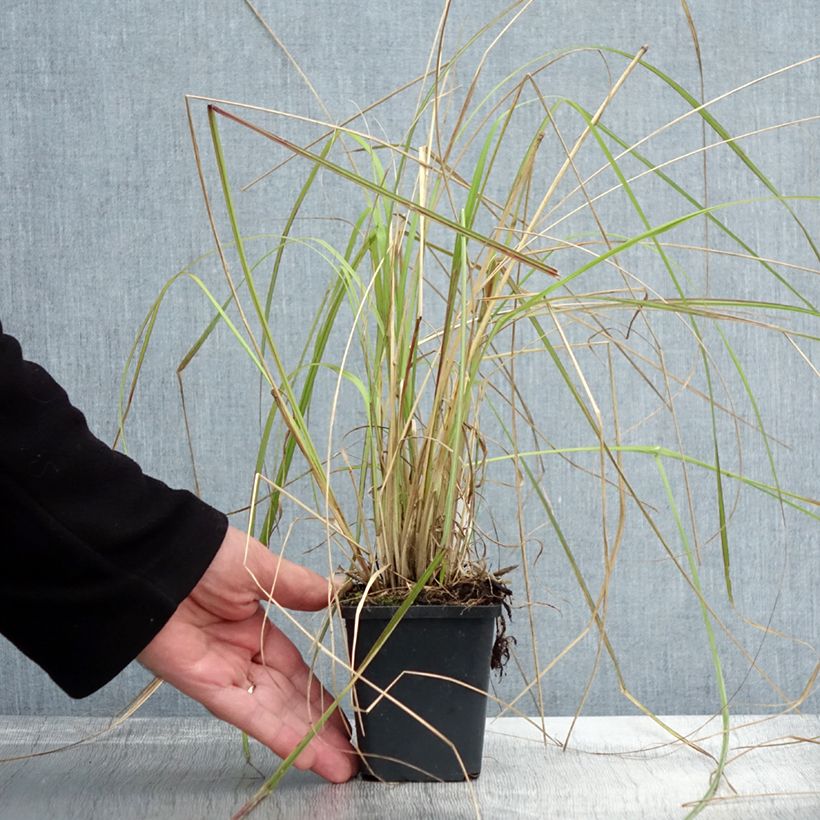 Pennisetum massaicum Red Bunny Tail - African feather Grass 8/9 cm pot sample as delivered in autumn