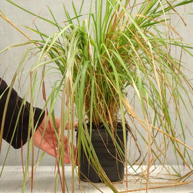 Pennisetum massaicum Red Bunny Tail - African feather Grass 2L/3L pot sample as delivered in autumn