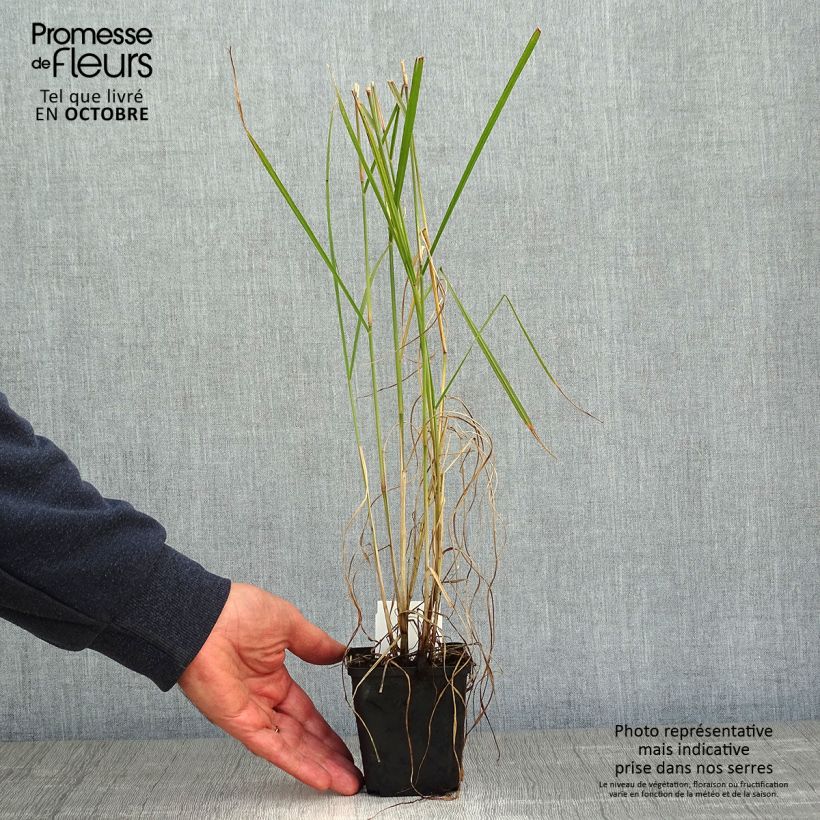 Pennisetum orientale Fairy Tails - Oriental Fountain Grass 8/9 cm pot sample as delivered in autumn