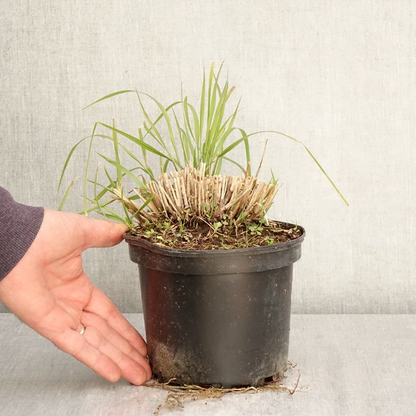Pennisetum orientale Fairy Tails - Oriental Fountain Grass 2L/3L pot sample as delivered in spring