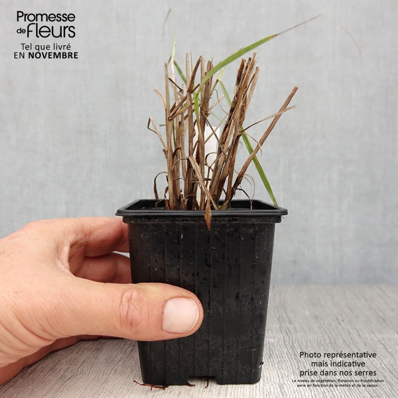 Pennisetum orientale JS Dance With Me - Oriental Fountain Grass 8/9 cm pot sample as delivered in autumn