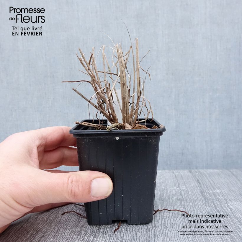 Pennisetum orientale JS Dance With Me - Oriental Fountain Grass 8/9 cm pot sample as delivered in winter