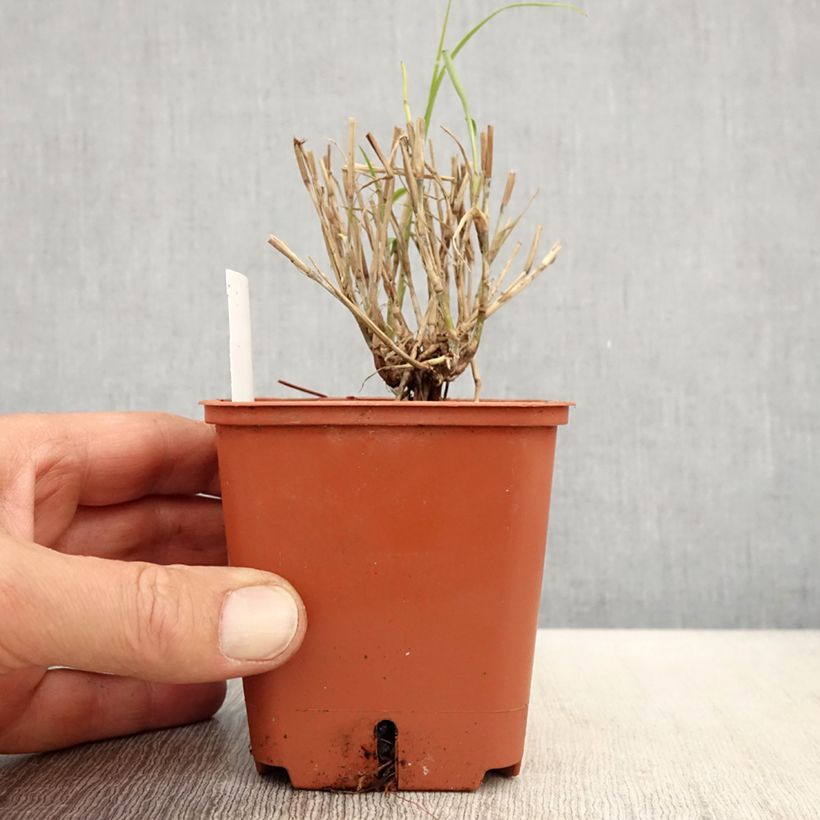 Pennisetum orientale JS Dance With Me - Oriental Fountain Grass 8/9 cm pot sample as delivered in spring