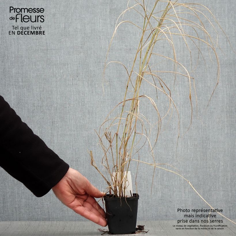 Pennisetum orientale Karley Rose - Oriental Fountain Grass 8/9 cm pot sample as delivered in autumn