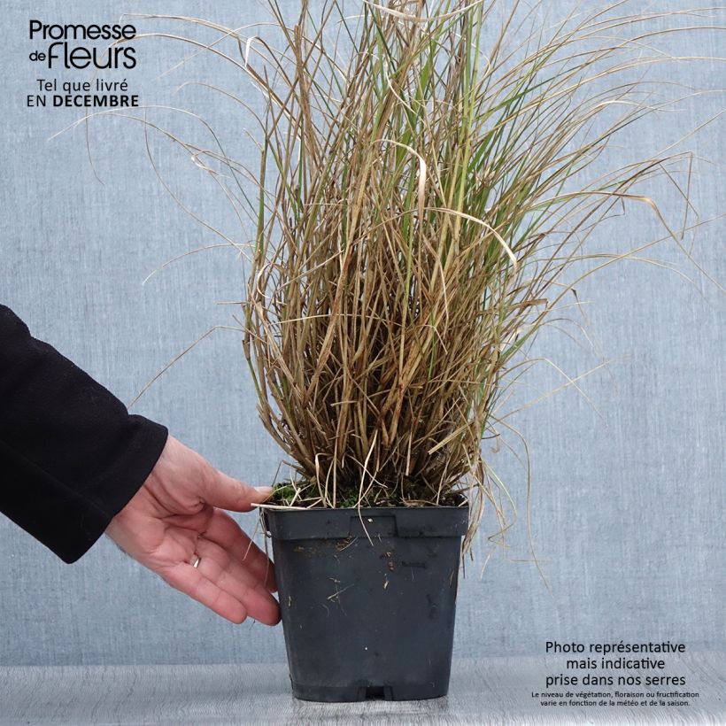 Pennisetum orientale Tall Tails - Oriental Fountain Grass 2L/3L pot sample as delivered in autumn