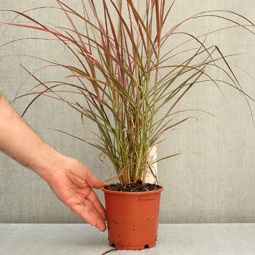 Pennisetum setaceum Firework 1L/1.5L pot sample as delivered in autumn
