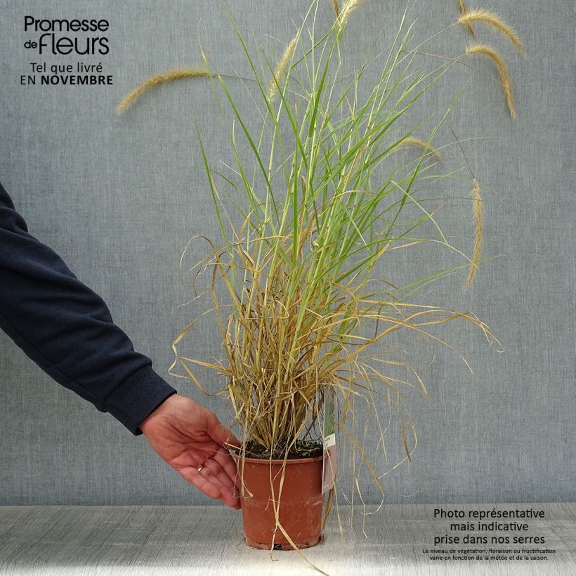 Pennisetum setaceum Skyrocket 1L/1.5L pot sample as delivered in autumn