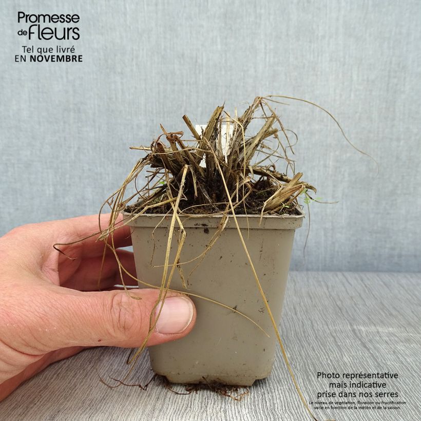 Pennisetum thunbergii 8/9 cm pot sample as delivered in autumn