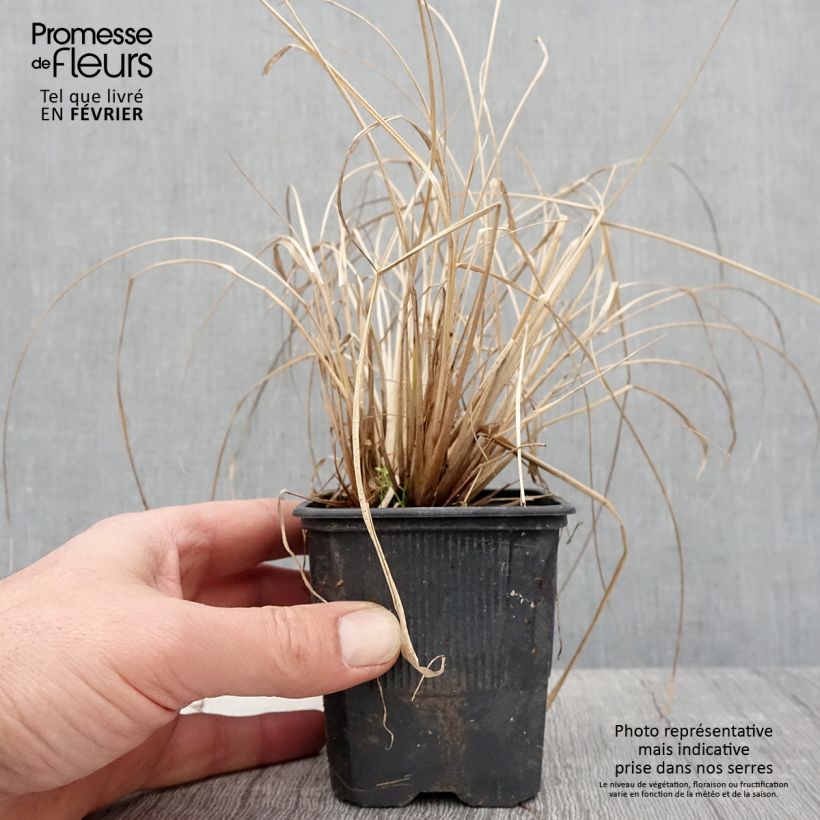 Pennisetum alopecuroides Windy Simonette - Chinese Fountain Grass 8/9 cm pot sample as delivered in winter