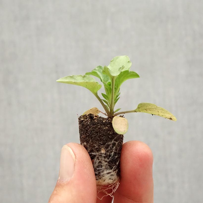 Viola hybrida Matrix F1 Rose Blotch - Pansy Plug plant 1.5/2.5 cm sample as delivered in autumn