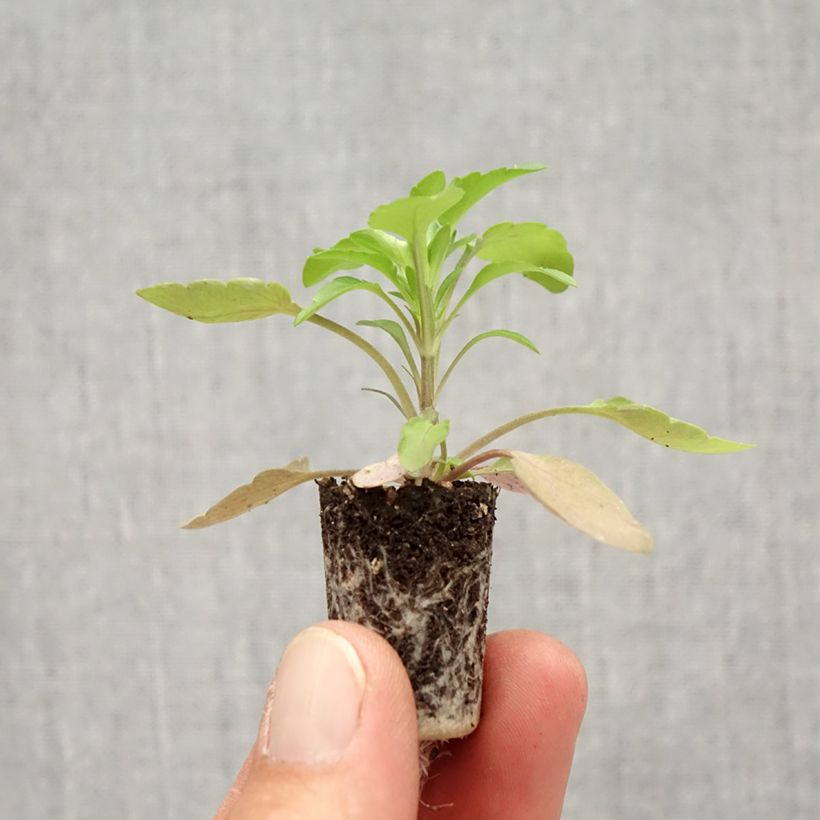 Viola x wittrockiana Cool Wave Golden Yellow - Pansy Plug plant 1.5/2.5 cm sample as delivered in autumn