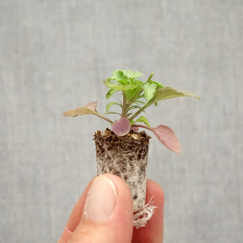 Viola x wittrockiana Cool Wave Frost - Pansy Plug plant 1.5/2.5 cm sample as delivered in autumn