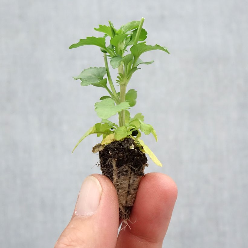Viola wittrockiana Cool Wave Mélange- Swiss Garden Pansy Plug plant 2.2cm x 2cm - Tray of 35 sample as delivered in autumn