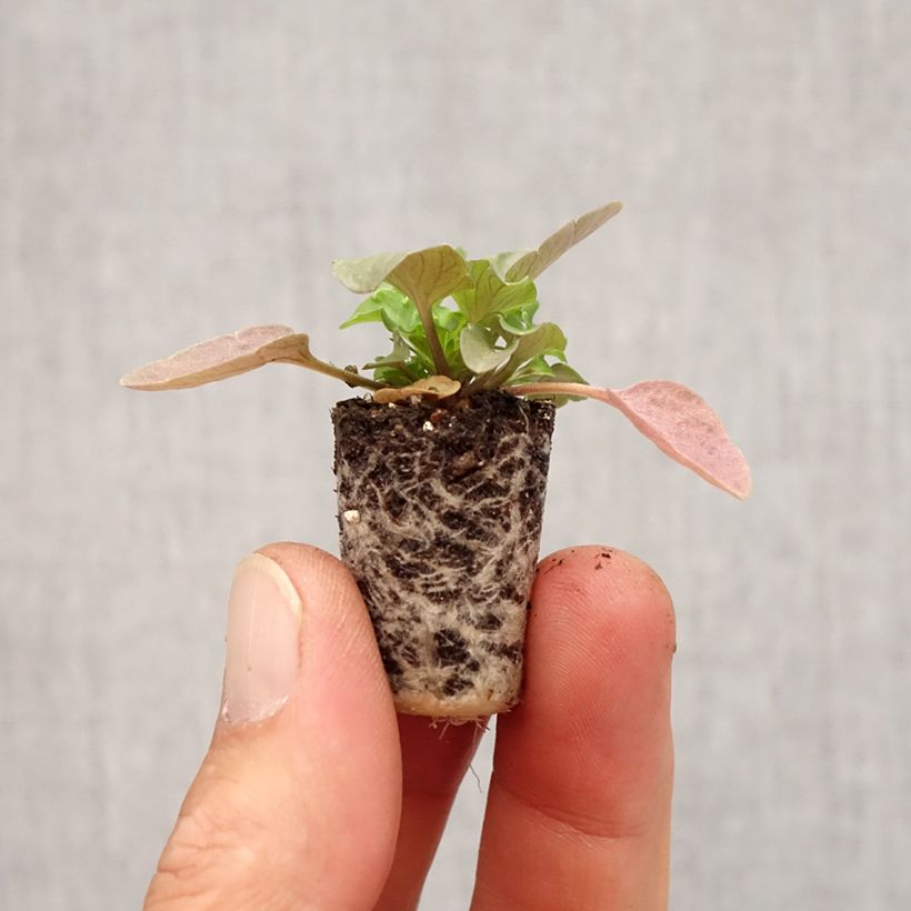 Viola wittrockiana Cool Wave Pink Yellow Bicolour- Swiss Garden Pansy Plug plant 3/4cm sample as delivered in autumn