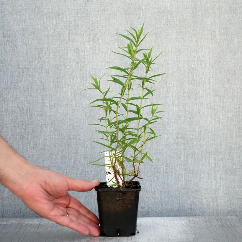 Penstemon Apple Blossom - Beardtongue 8/9 cm pot sample as delivered in autumn