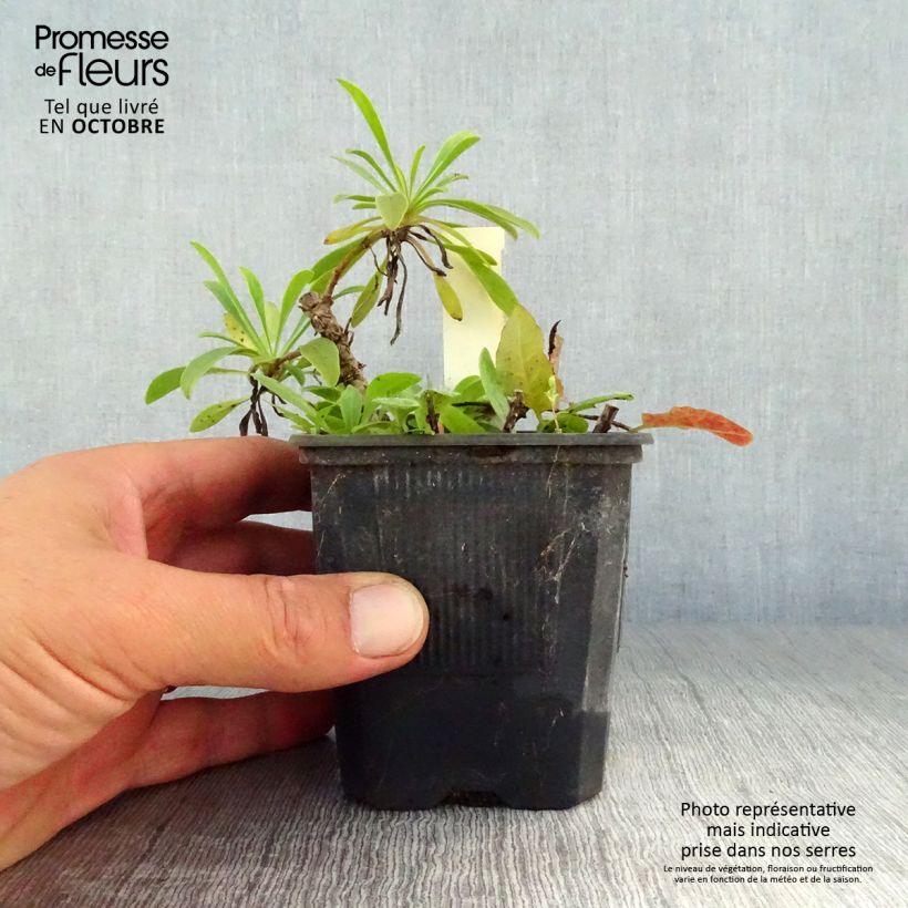 Penstemon barbatus Coccineus - Beardtongue 8/9 cm pot sample as delivered in autumn