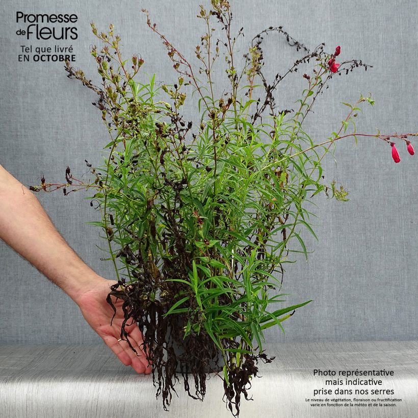 Penstemon barbatus Coccineus - Beardtongue 2L/3L pot sample as delivered in autumn