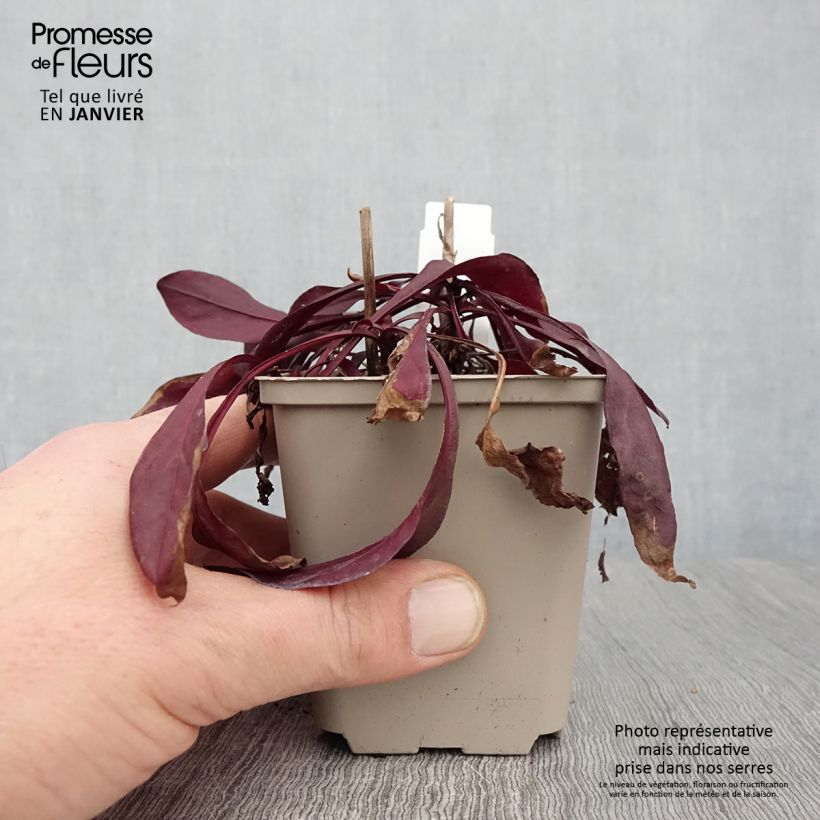 Penstemon digitalis Dakota Burgundy - Foxglove beardtongue 8/9 cm pot sample as delivered in winter