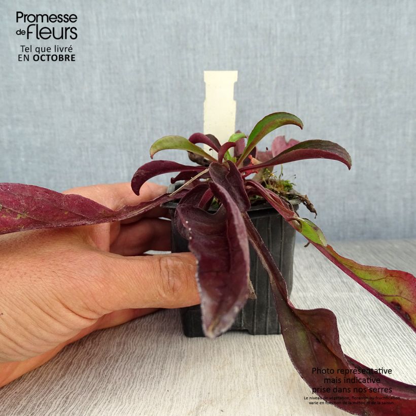 Penstemon digitalis Dakota Verde - Foxglove beardtongue 8/9 cm pot sample as delivered in autumn