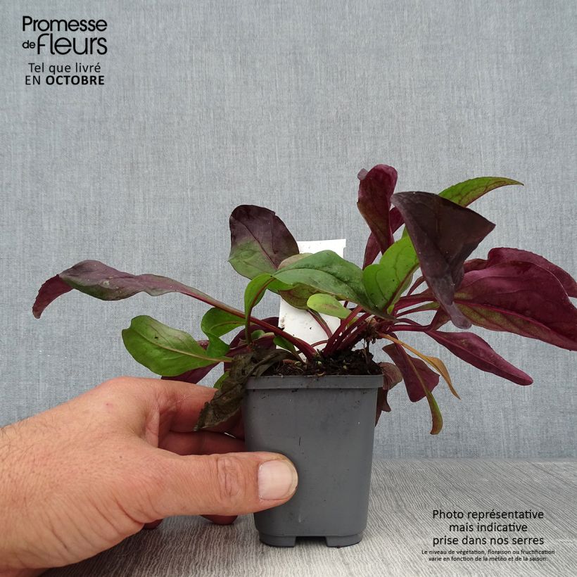 Penstemon digitalis Dark Towers - Foxglove beardtongue 8/9 cm pot sample as delivered in autumn