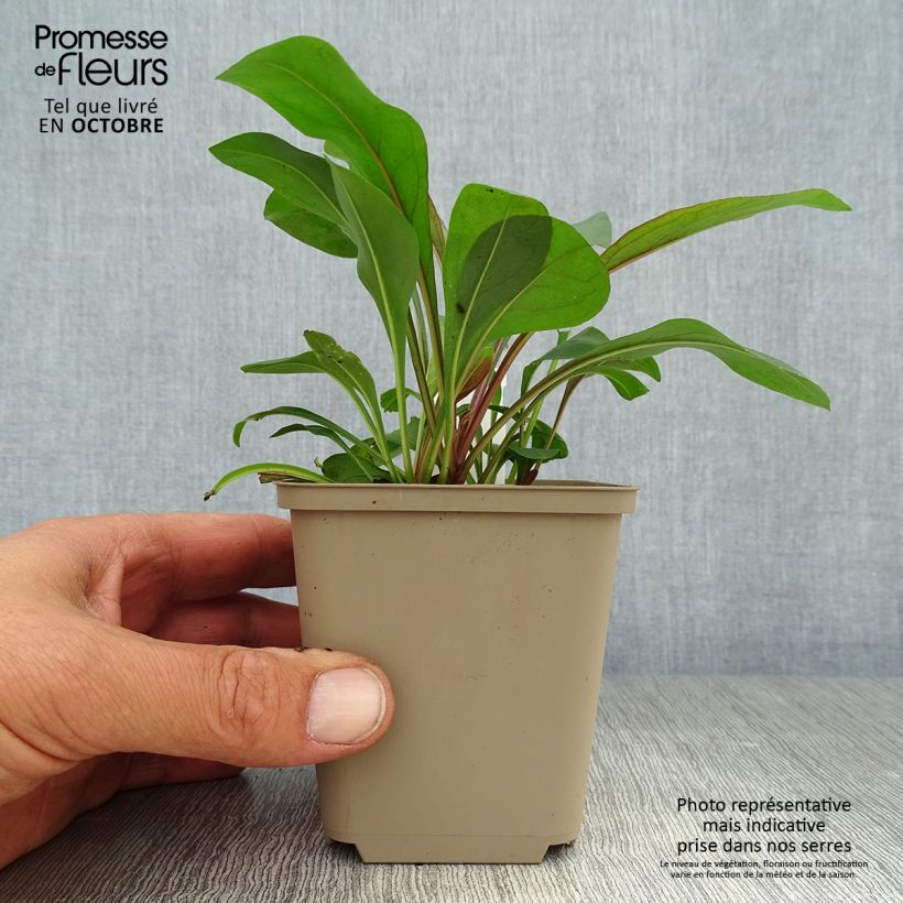 Penstemon digitalis Pocahontas - Foxglove beardtongue 8/9 cm pot sample as delivered in autumn
