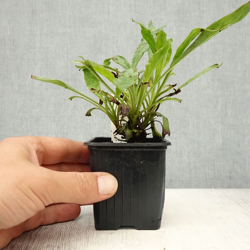 Penstemon eatonii  8/9 cm pot sample as delivered in spring