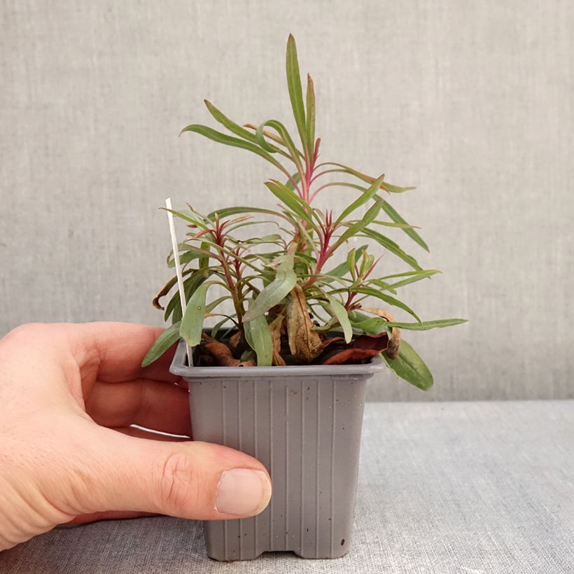 Penstemon x heterophyllus Blue Spring 8/9 cm pot sample as delivered in winter