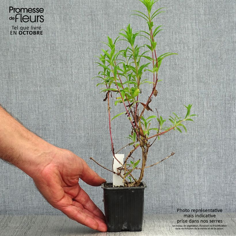 Penstemon hybrida Hewell Pink Bedder - Beardtongue 8/9 cm pot sample as delivered in autumn