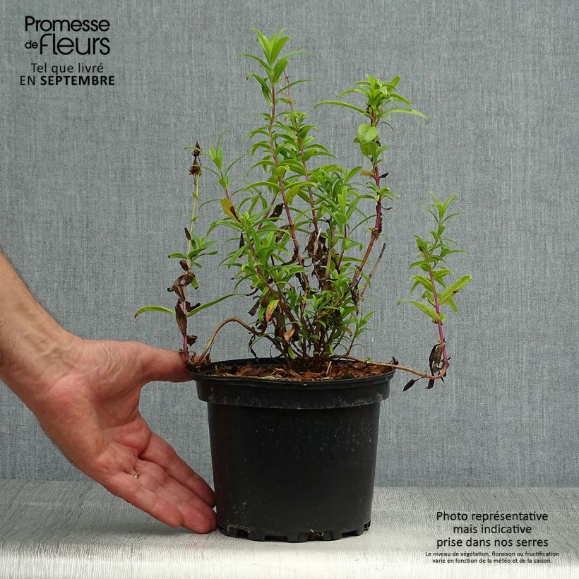 Penstemon hybrida Hewell Pink Bedder - Beardtongue 2L/3L pot sample as delivered in autumn