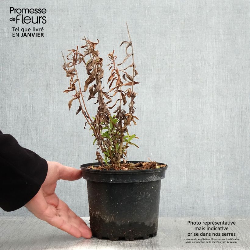 Penstemon hybrida Hewell Pink Bedder - Beardtongue 2L/3L pot sample as delivered in winter