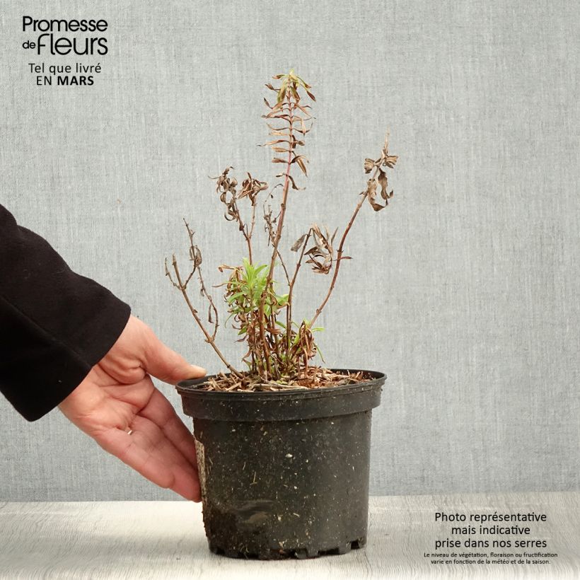 Penstemon hybrida Hewell Pink Bedder - Beardtongue 2L/3L pot sample as delivered in spring