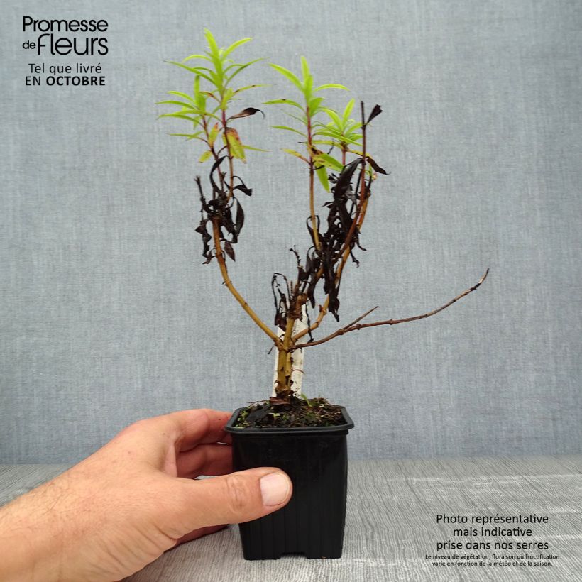 Penstemon Blackbird - Beardtongue 7/8 cm pot sample as delivered in autumn