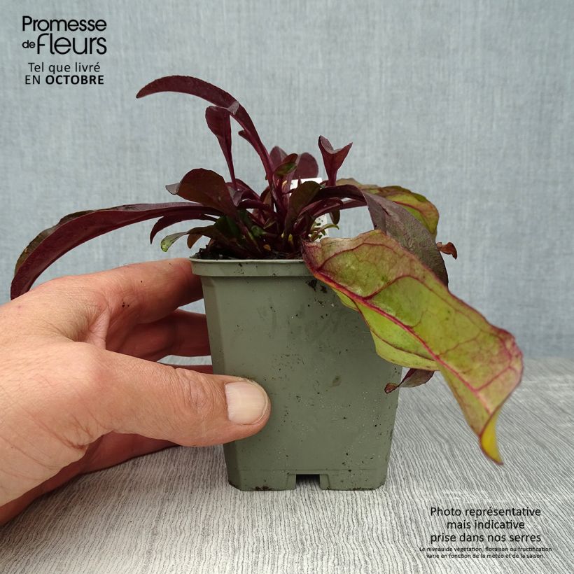 Penstemon digitalis Husker Red - Foxglove beardtongue 8/9 cm pot sample as delivered in autumn