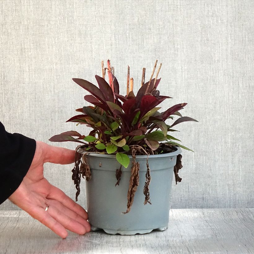 Penstemon digitalis Husker Red - Foxglove beardtongue 2L/3L pot sample as delivered in autumn