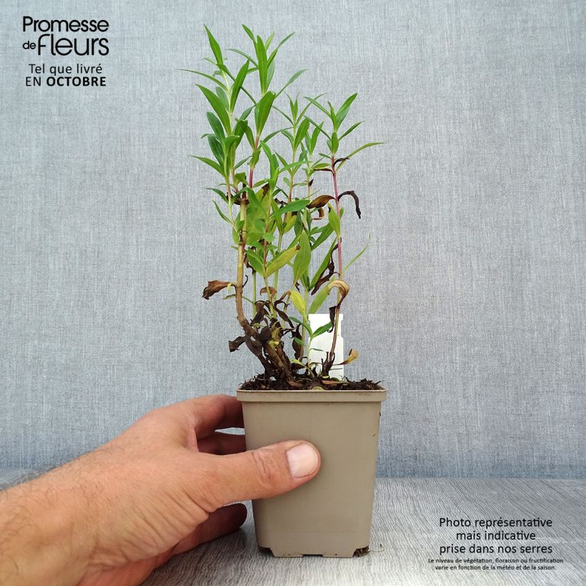 Penstemon Rubicundus - Beardtongue 8/9 cm pot sample as delivered in autumn