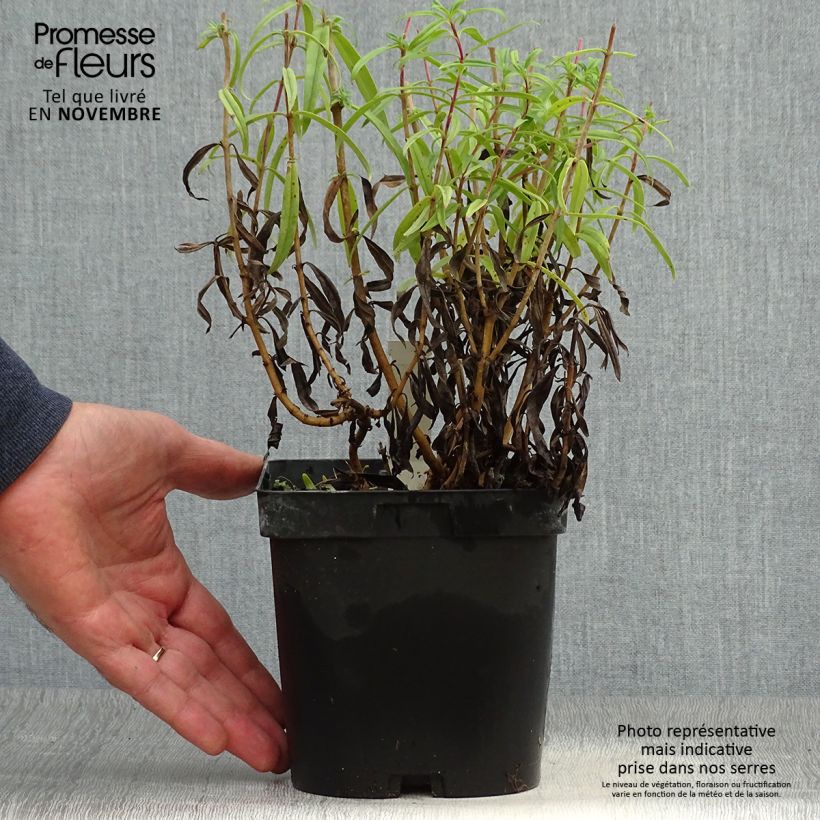 Penstemon Schoenholzeri - Beardtongue 2L/3L pot sample as delivered in autumn
