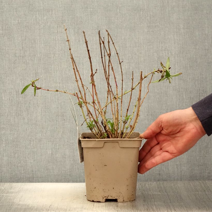 Penstemon Sour Grapes - Beardtongue 2L/3L pot sample as delivered in spring