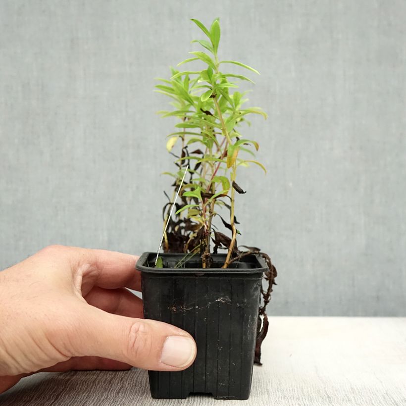 Penstemon hybrida Le Phare - Beardtongue 8/9 cm pot sample as delivered in autumn