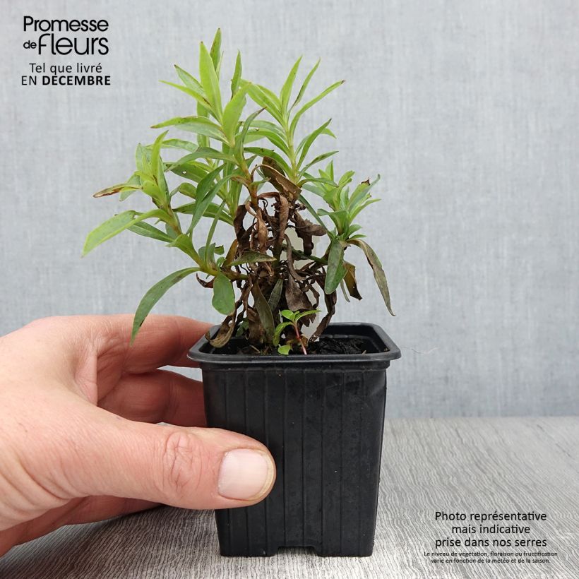 Penstemon hybrida Pensham Laura - Beardtongue 8/9 cm pot sample as delivered in autumn