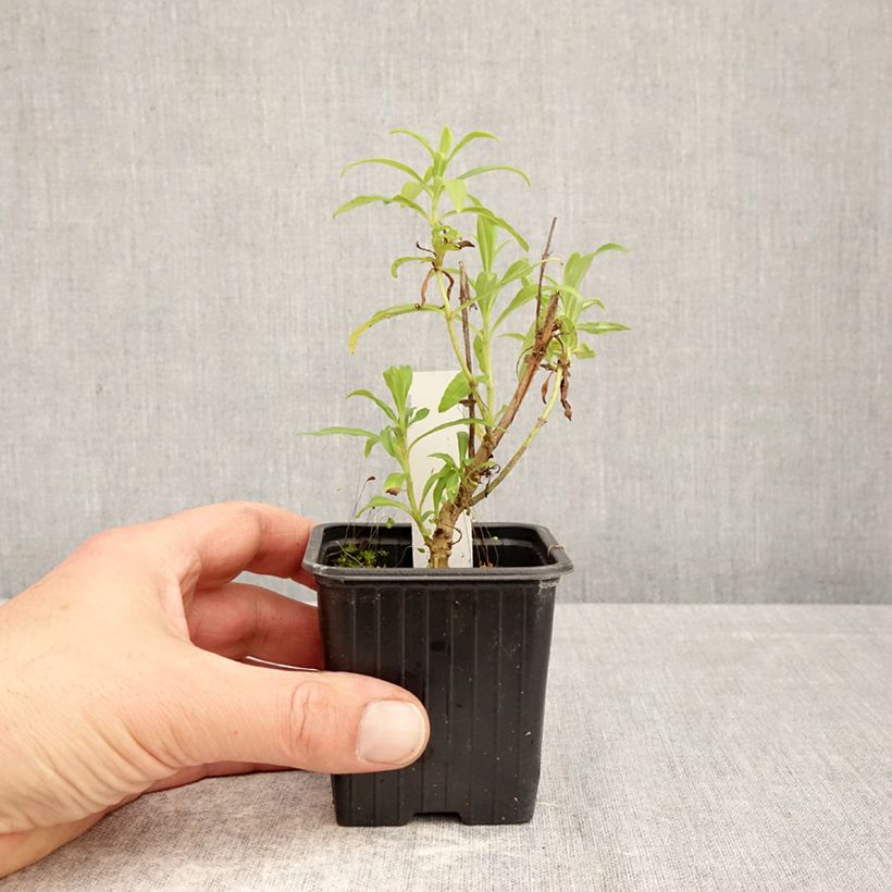 Penstemon x hybrida Pensham Wedding Day 8/9 cm pot sample as delivered in spring