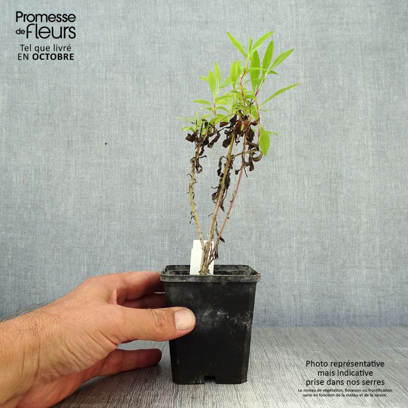 Penstemon hybrida Purple Passion - Beardtongue 8/9 cm pot sample as delivered in autumn