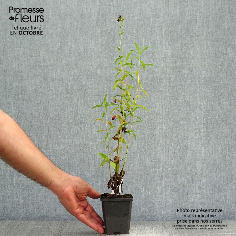Penstemon hybrida Raven - Beardtongue 8/9 cm pot sample as delivered in autumn