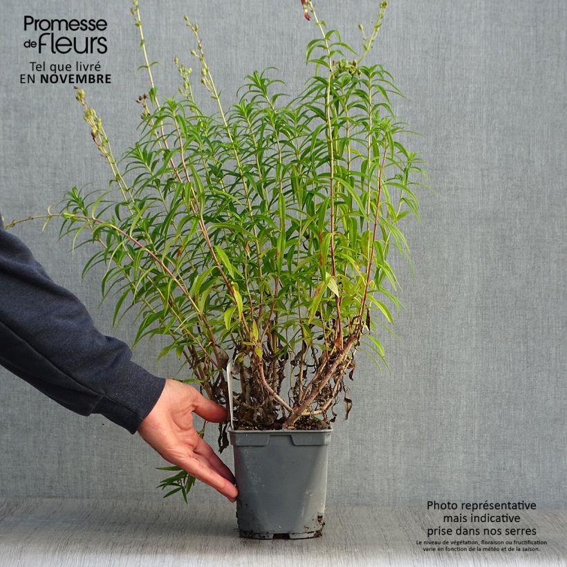 Penstemon heterophyllus Souvenir dAdrien Régnier - Beardtongue 2L/3L pot sample as delivered in autumn