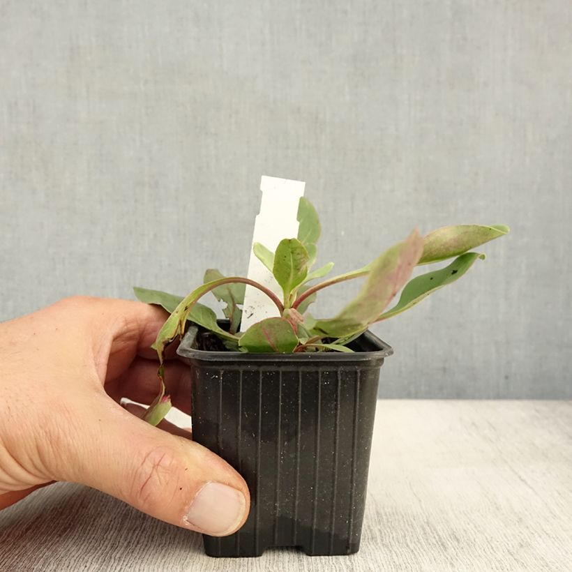 Penstemon superbus  8/9 cm pot sample as delivered in autumn