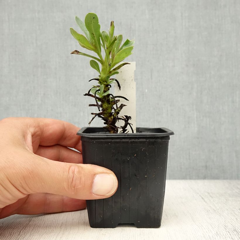 Penstemon superbus  8/9 cm pot sample as delivered in spring