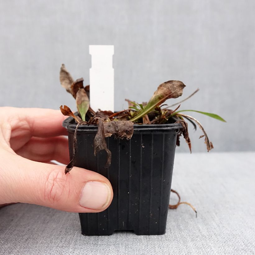 Penstemon virens  8/9 cm pot sample as delivered in winter